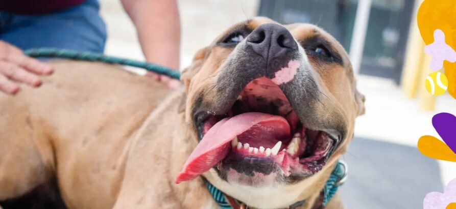 Colorful bird perched calmly